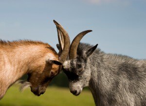 horny goat weed