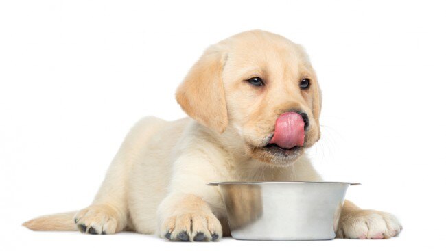 Dog with Bowl