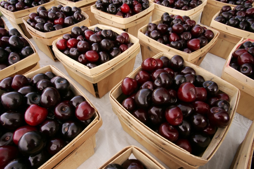 the health benefits of black cherries