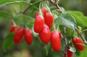goji berries are super fruits