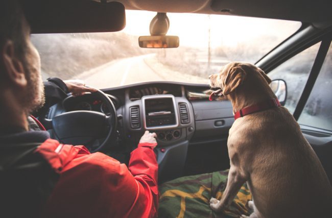 Dog Traveling in Front Seat of Car on Road Trip | Vitacost.com/blog