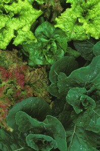 Fabulous Folate iStock_000000070575_L2