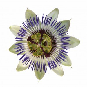 passionflower