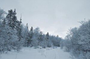 Tree-mendous Pine Bark Footway in snowy woods