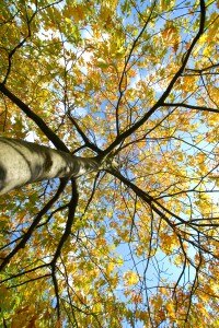 Fall Fitness
