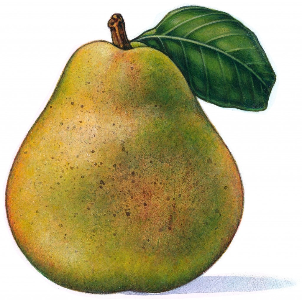 ‘Tis the Season For Pears!