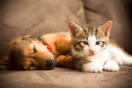 Natural pet products