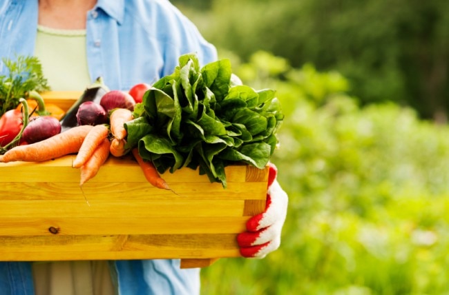 Nutrition Fresh From the Garden