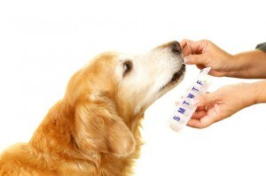 Pet Supplements