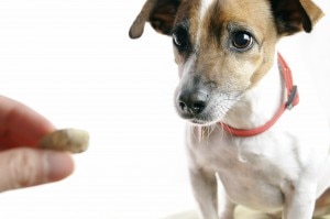 dog and cat treats