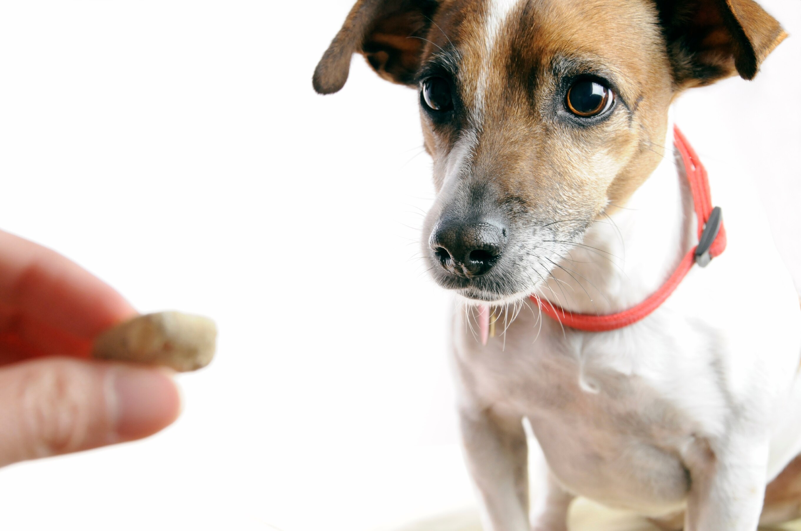 dog and cat treats
