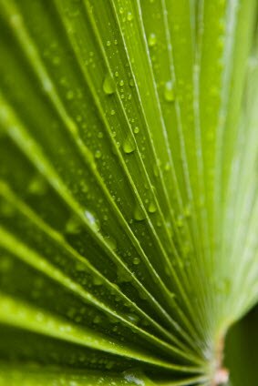 Benefits of Saw Palmetto Extract