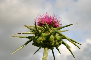 milk thistle for liver health