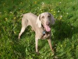 Paleoista's dog