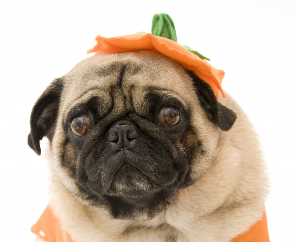 Haloween Pet Tips