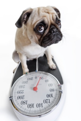 Is Your Pet Getting a Paunch? Exercise every day keeps the weight gain away!