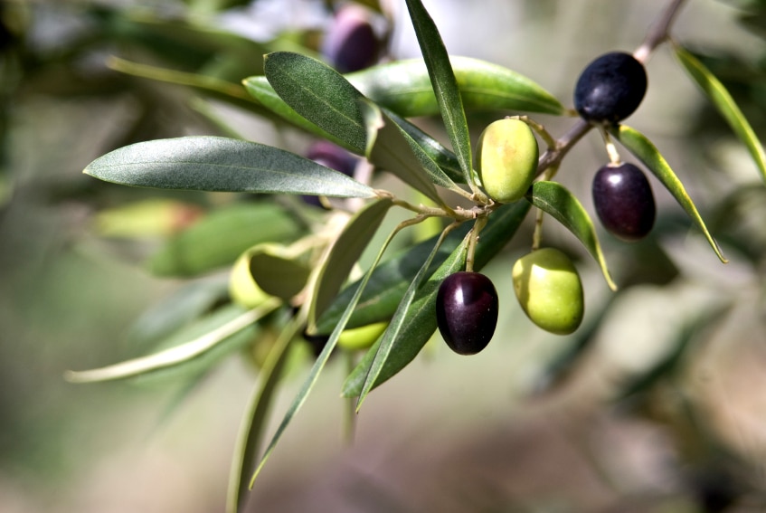 olive leaf extract is an antioxidant