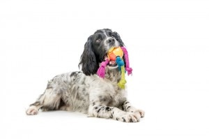 Dog with toy