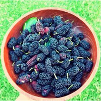 mulberries