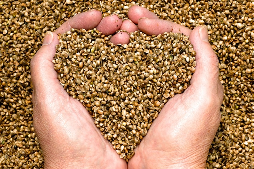 Why Hemp is Hip