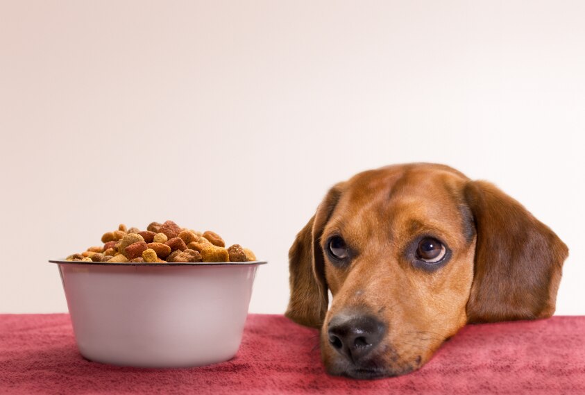 Choose natural pet products