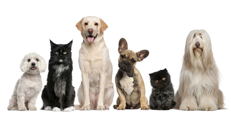 Stop the Shedding How to Stop Your Pet from Shedding