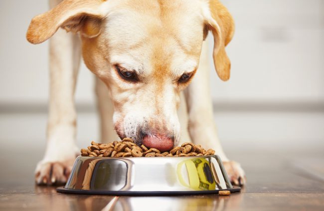 Weight Loss Tips for Pets Overweight Golden Retriever Eating Diet Dog Food | Vitacost.com Blog