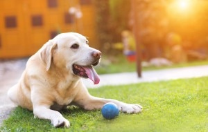 Dog With Joint Issues Taking Break From Playing Fetch | www.vitacost.com/blog