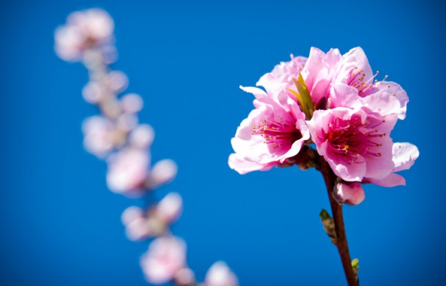 Everything's Coming Up (Prim)roses