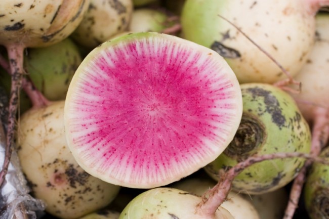 Watermelon Radish