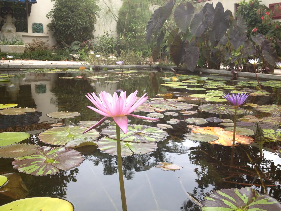 Lily pad garden