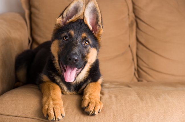 Dog With Perked Up Ears Sitting on Couch | Vitacost.com/blog