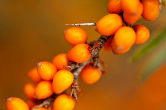 sea buckthorn oil for skin