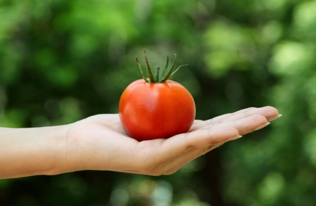 Growing Tomatoes Grow Your Own Tomatoes