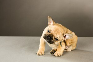 Itchy Skin Relief for Dogs