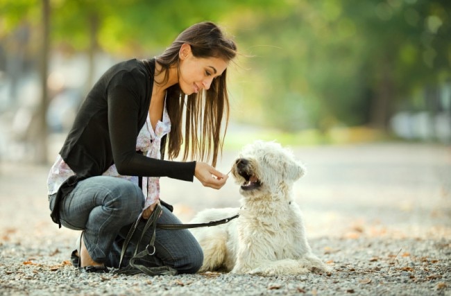 Pet Food Allergies