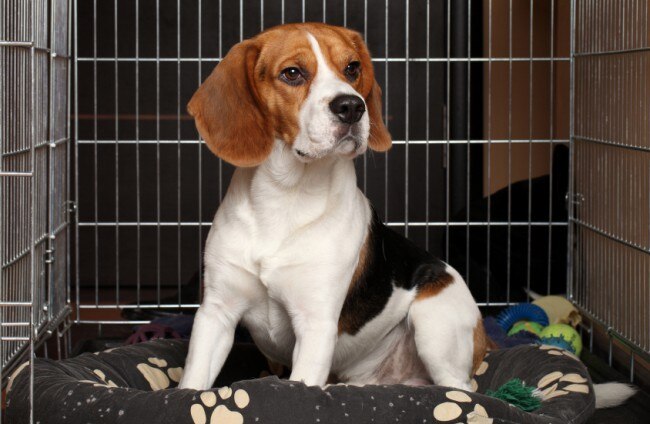 Crate Training With Compassion