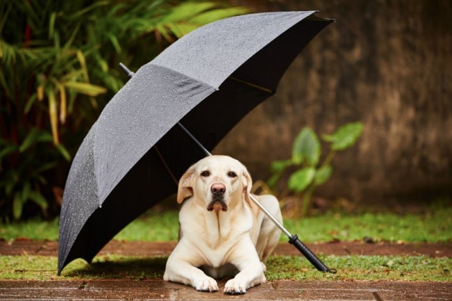 Ways to Keep Your Dog Calm in a Storm