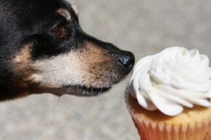 Apple Pie Puppy Cupcakes