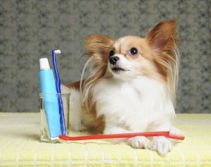 6 Bad Breath Remedies for Your Dog