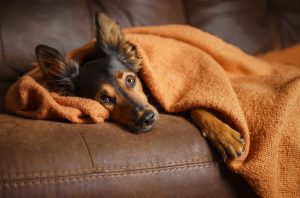 Easing Pain of Pet Wrapped in Orange Blanket on Couch | Vitacost.com/blog