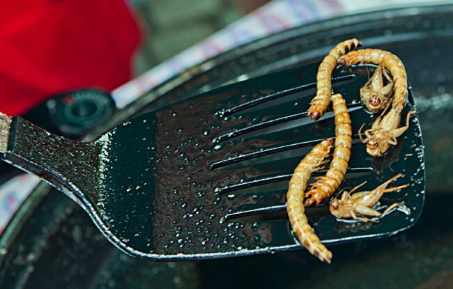 Edible Insects - The Next Protein Trend