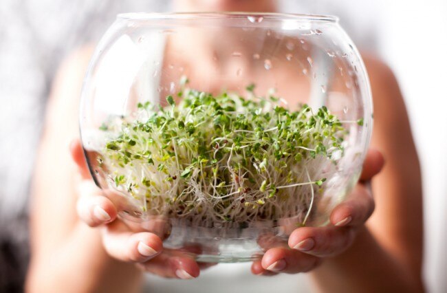 How to Grow Your Own Fresh Sprouts