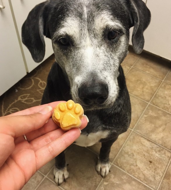 Pumpkin Creamsicle Dog Treat
