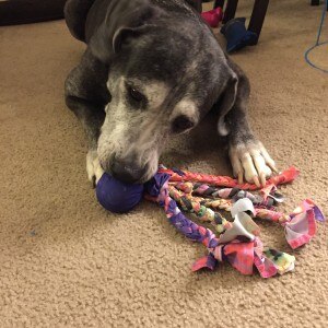 One-of-a-Kind Dog Toy