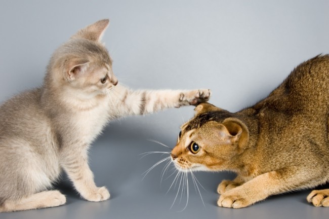Introducing a New Cat to Your Pet Family