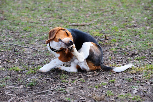 Natural Flea Bath Remedies For Dogs Natural Flea Bath Remedies For Dogs