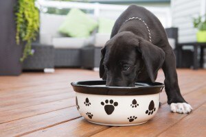 Best Fermented Foods For Good Health