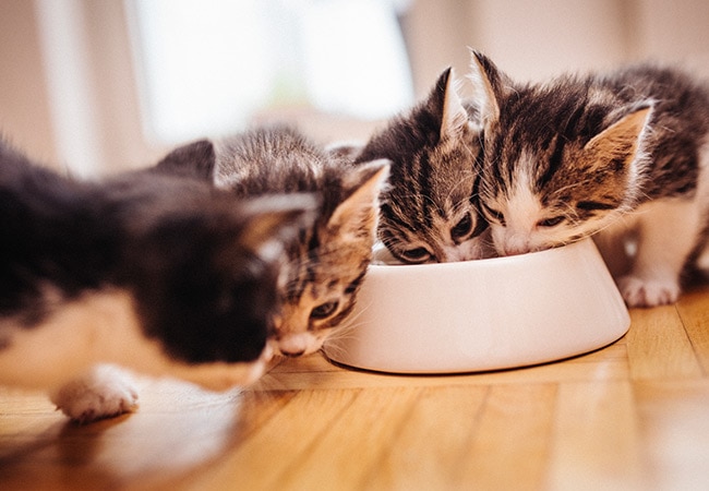The Best Foods For Your Pet 