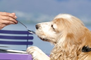 Benefits of Coconut Oil for Dogs